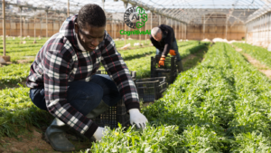 Plants Seedling Classification 